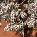 Desert Heath Myrtle - Photo (c) Bruce McLennan, some rights reserved (CC BY-NC), uploaded by Bruce McLennan