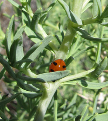 Coccinella transversoguttata