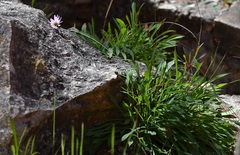 Pinaropappus spathulatus