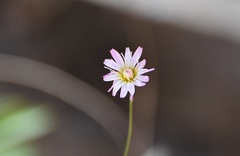 Pinaropappus spathulatus