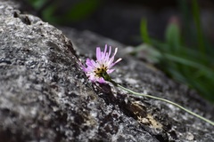 Pinaropappus spathulatus