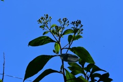 Verbesina pleistocephala