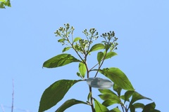 Verbesina pleistocephala