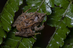 Pristimantis appendiculatus