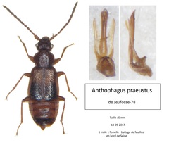 Anthophagus