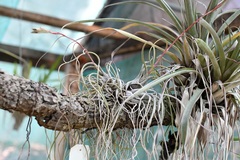 Tillandsia butzii