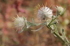 Centaurea eriophora