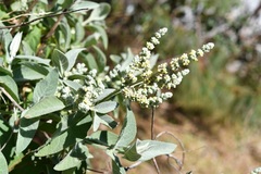 Buddleja crotonoides