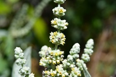 Buddleja crotonoides