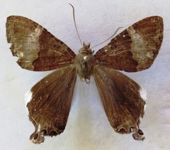 Coronidia leachi