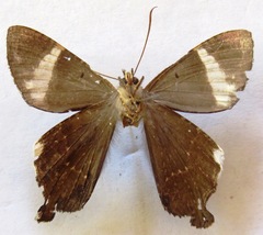 Coronidia leachi