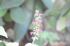 Salvia chiapensis
