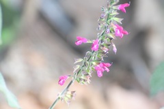Salvia chiapensis
