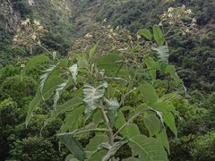 Nicotiana tomentosa