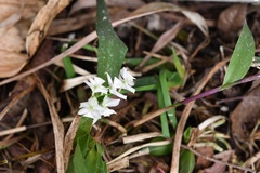 Cuitlauzina pulchella