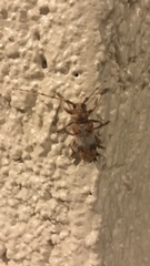 Goes variegatus