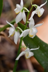 Cuitlauzina pulchella