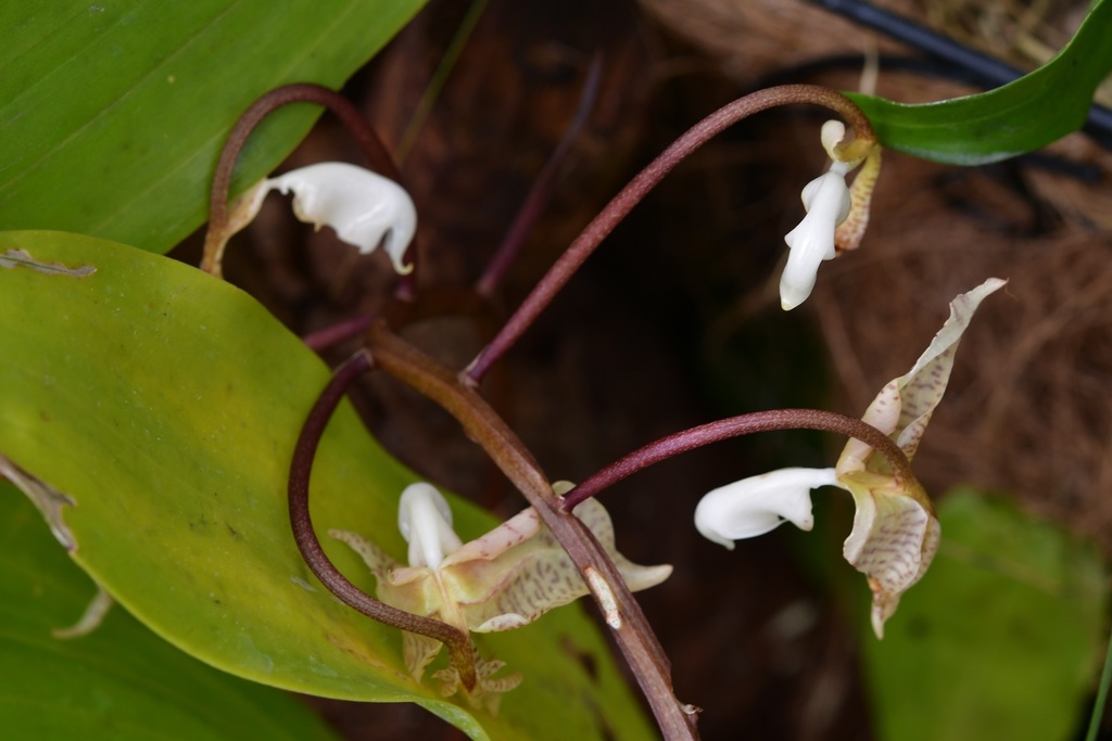 Gongora truncata