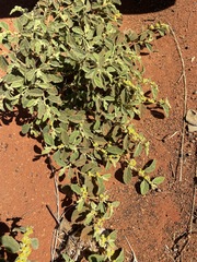 Androcalva loxophylla