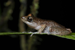 Pristimantis cedros