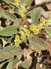 Androcalva loxophylla