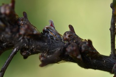 Platycotis tuberculata