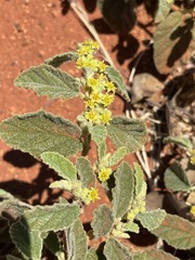 Androcalva loxophylla