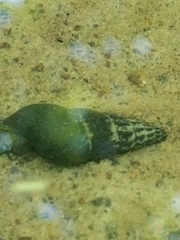 Juga plicifera