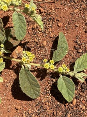 Androcalva loxophylla