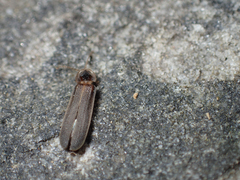 Phausis reticulata