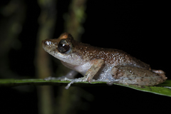 Pristimantis cedros