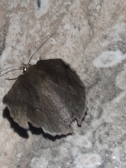 Phyllodonta alajuela