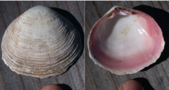 Semele rupicola