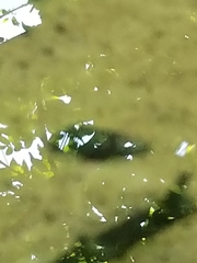 Juga plicifera