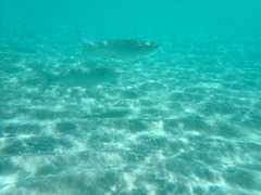 Crenimugil crenilabis