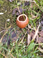 Muscardinus avellanarius