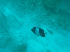 Hemitaurichthys zoster