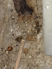 Muscardinus avellanarius