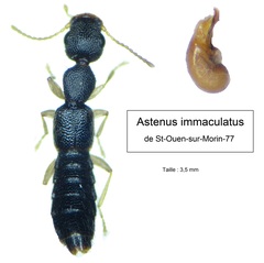 Astenus immaculatus
