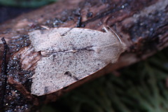 Orthosia behrensiana
