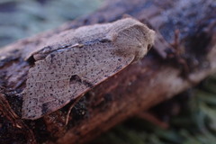 Orthosia behrensiana