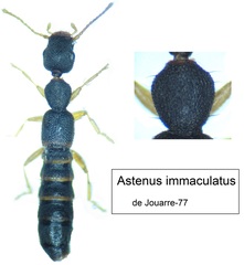 Astenus immaculatus