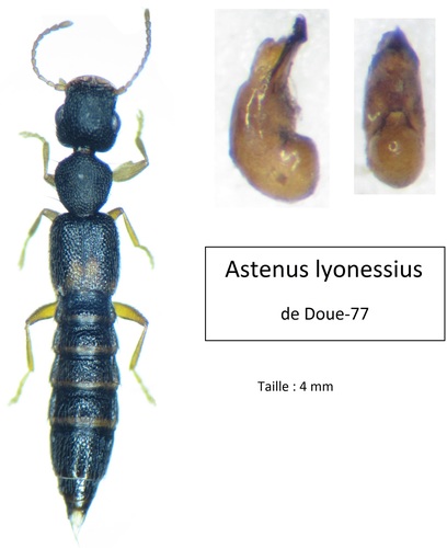 Representative image of Astenus lyonessius