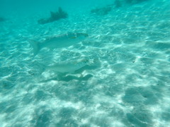 Crenimugil crenilabis