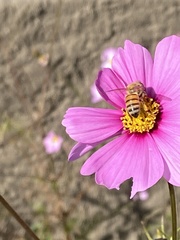 Apis mellifera