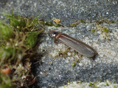 Phausis reticulata
