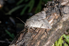 Orthosia behrensiana
