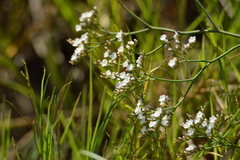 Limonium brasiliense