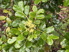 Zanthoxylum coriaceum