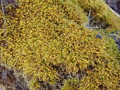 Entodontaceae